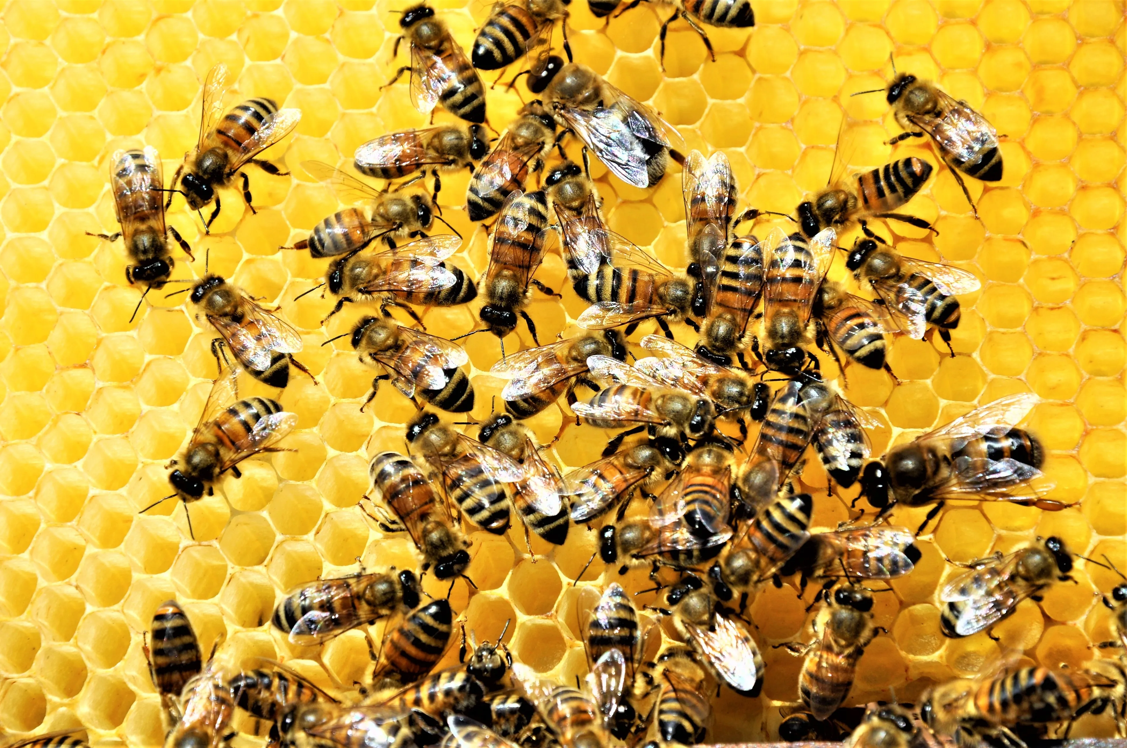 Récupération essaim d'abeilles — SOS nuisibles 64