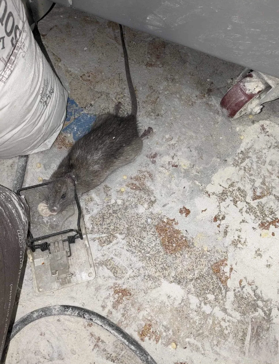 Dératisation rats et souris — SOS nuisibles 64